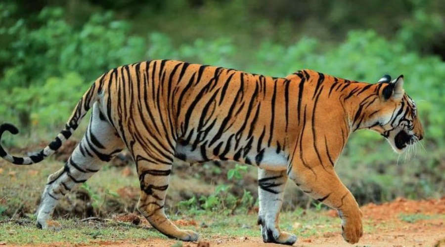 again-tiger-attack-lady-killed-in-tiger-attack-in-mananthavady